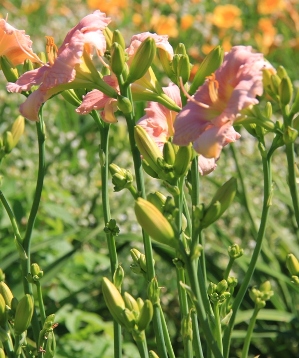 photo of daylily branching