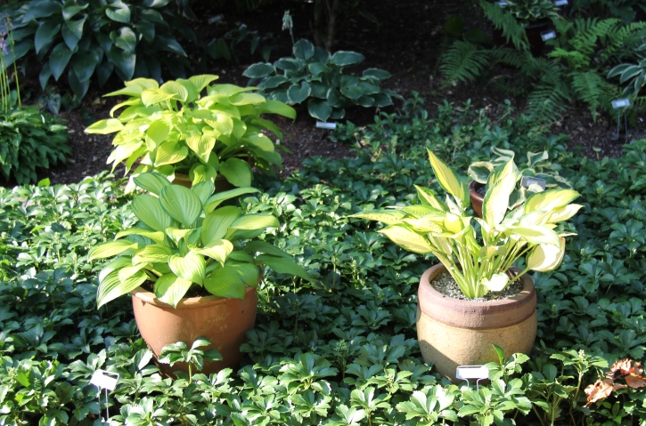 groundcover and hosta pots