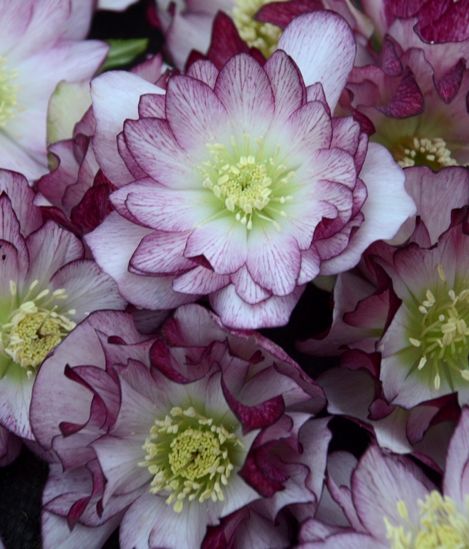 helleborus blushing bridesmaid1