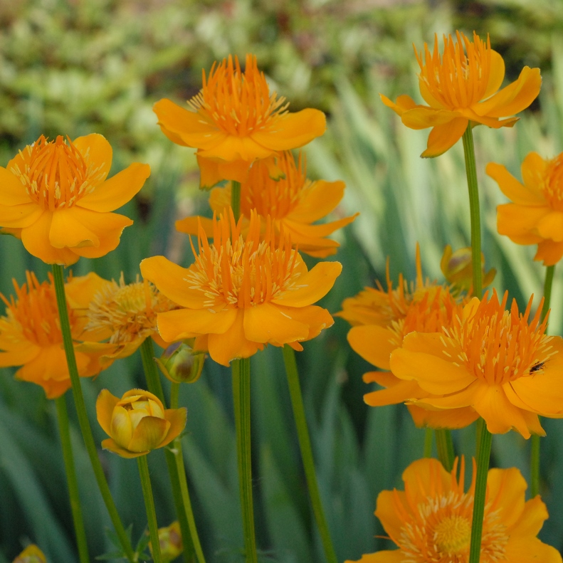 Trollius chinensis Golden Queen