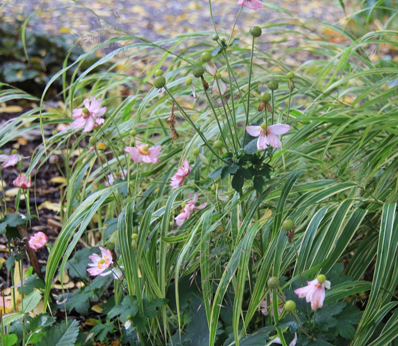 anemone and grass